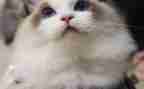 模仿猫的作文8篇