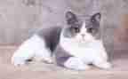 二年级写小猫的作文7篇