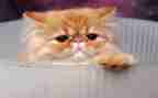 小学生作文写小猫的作文优质7篇