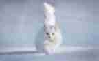 猫的礼物读后感400字7篇