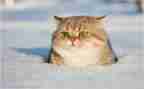 猫的自述作文500字通用8篇