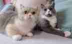 用英语写熊猫的作文7篇