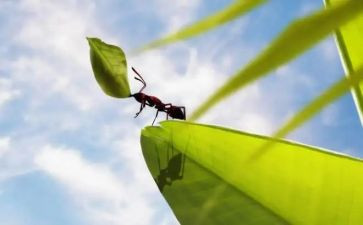 小蚂蚁幼儿教案最新7篇