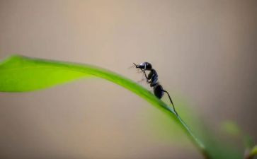 中班小蚂蚁运粮教案6篇