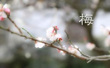 杨梅教案7篇