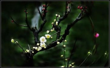 丁立梅读后感6篇