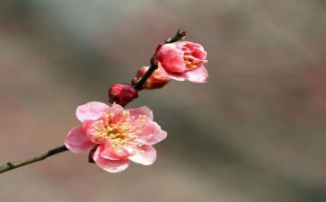 腊梅作文模板5篇