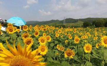 小班美术青团教案优秀5篇