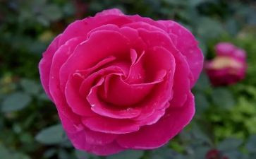 玫瑰书香活动总结范文6篇