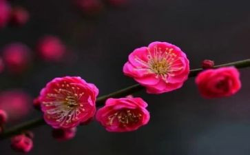 作文梅花作文优质6篇