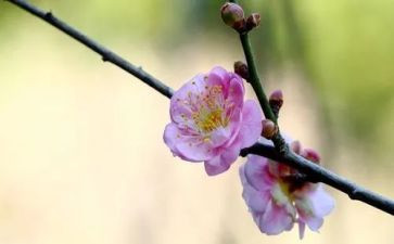 梅花读后感最新7篇