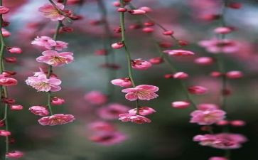 梅花读后感7篇