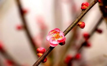 赞梅花作文600字5篇