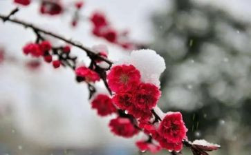 《梅花》教案精选8篇