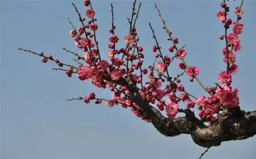 《梅花》教案8篇