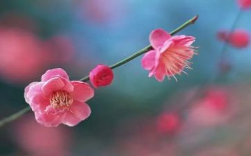 梅花魂优秀教案7篇
