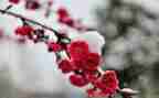 《梅花》教案精选8篇