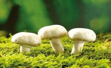 语言采蘑菇教案6篇