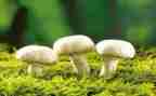 语言采蘑菇教案6篇
