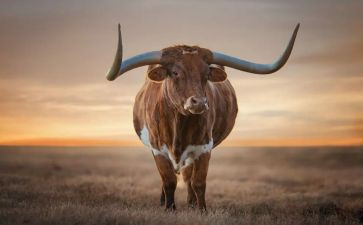 蜗牛作文600字优秀5篇