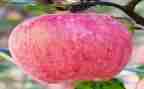 写苹果作文300字6篇