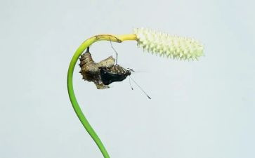 破茧成蝶的作文最新6篇