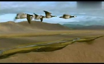 《迁徙的鸟》观后感最新8篇