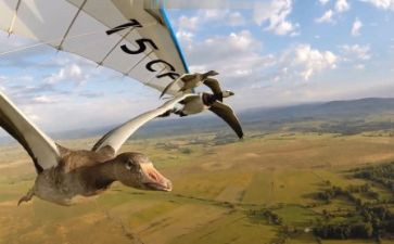 《迁徙的鸟》观后感8篇