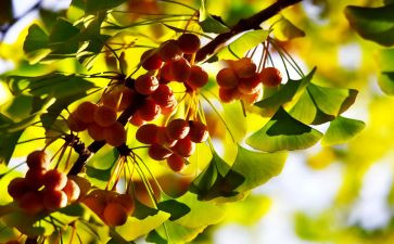 小学中秋节活动活动总结精选6篇