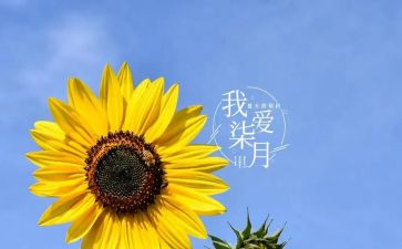 七月工作总结优秀8篇