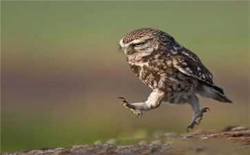 趣味读书活动方案8篇