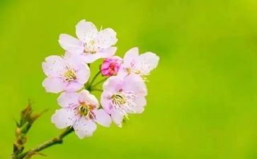 幼儿小班三月份月计划7篇
