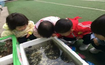 鱼的饲养教案6篇