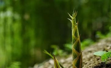竹子和笋教案6篇