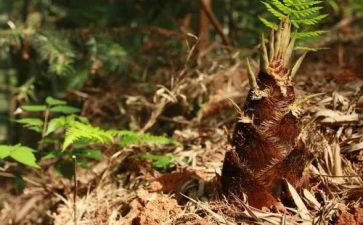 有关笋的作文参考6篇