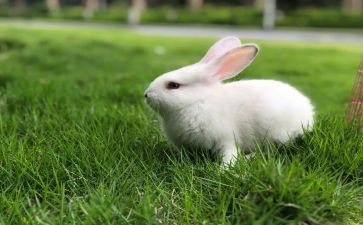 小兔子的教案5篇