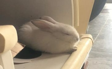 四年级兔子作文8篇