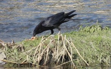 《乌鸦喝水》教学反思模板7篇