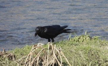 《乌鸦喝水》教学反思推荐7篇