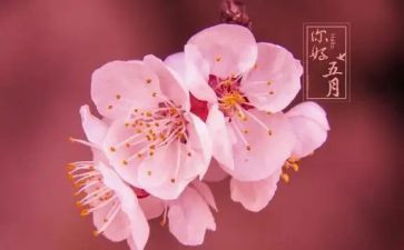 幼儿园五月份月工作总结5篇