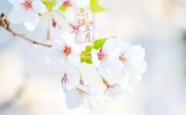 中班五月份工作计划8篇