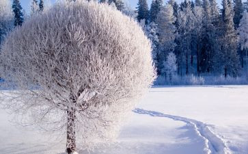 雪的故事作文600字优质5篇