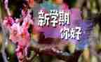 小学期未工作总结推荐7篇