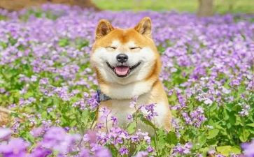 有趣的事300字作文优质5篇