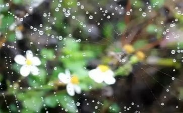 苏教版五上雨和雪教案模板5篇