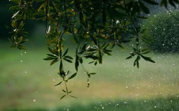 雨和雪的教学反思推荐5篇