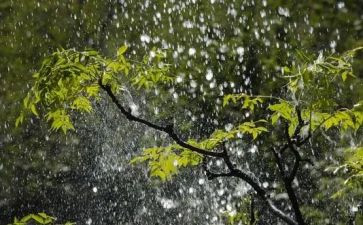 雨的故事作文600字8篇