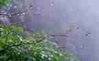 苏教版五上雨和雪教案优秀7篇
