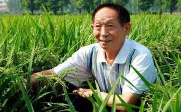 袁隆平的作文500字5篇