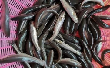 商品鱼购销合同5篇